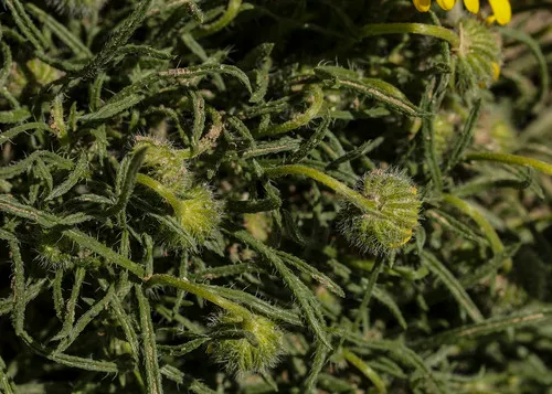 Piper's Fleabane — photo by Lisa Hill