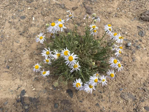 Purple Cushion Fleabane (var. cereus) — photo by jbpeck