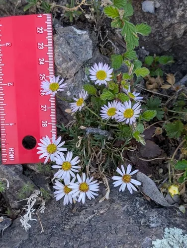 Pringle's Fleabane — photo by Kyle Brine