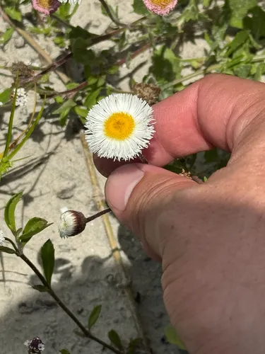 Corpus Christi Fleabane — photo by Chet Burrier