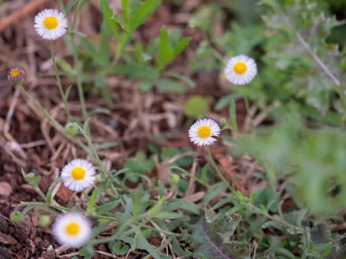 Hairy Fleabane — photo by Adid Jimenez