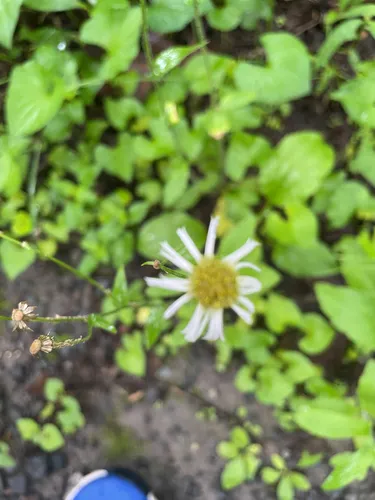 Robin's Plantain