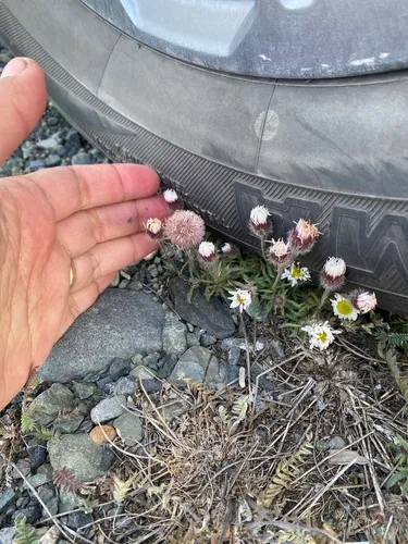 Purple Fleabane — photo by Cristina