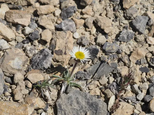 Taproot Fleabane — photo by rwr