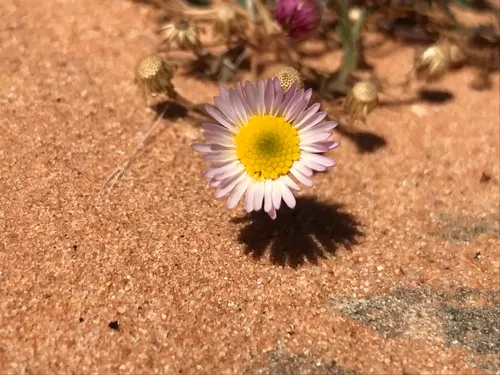 Clear Creek Fleabane — photo by Jackie Grant