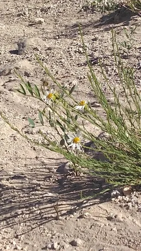Rhizome Fleabane — photo by Chuck Hayes