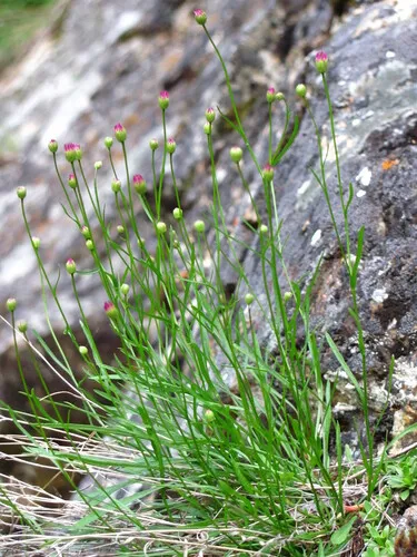Salmon River Fleabane — photo by Jessica Irwin