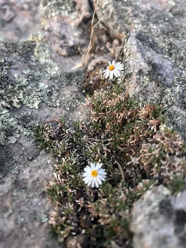Winn Falls Fleabane — photo by casssmill