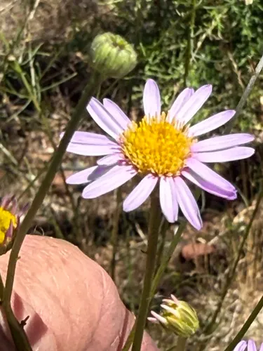 Serpentine Erigeron — photo by Roger Raiche