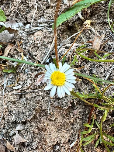 Zion Fleabane — photo by eridanlover