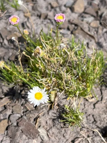 Sivinsk's Erigeron — photo by nonogap