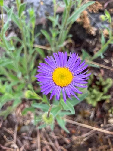Aspen Fleabane