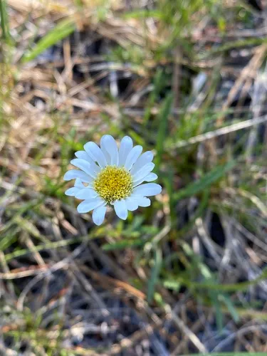 Stansell's Fleabane — photo by ODA Native Plant Conservation Program