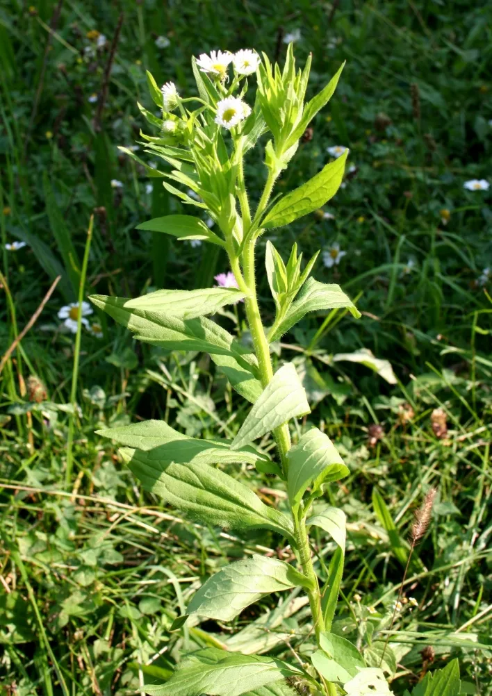 Prairie Fleabane (var. strigosus) — photo by Enrico Blasutto