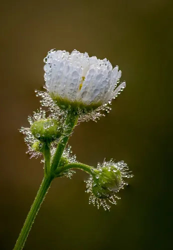 Prairie Fleabane — photo by Steve