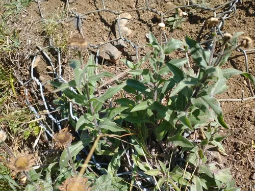 Threenerve Fleabane (var. subtrinervis) — photo by Drew Meyer