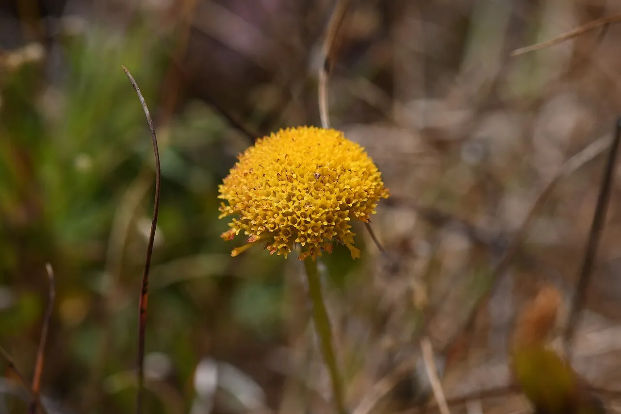 Supple Fleabane — photo by (c) Chloe and Trevor Van Loon, some rights reserved (CC BY)