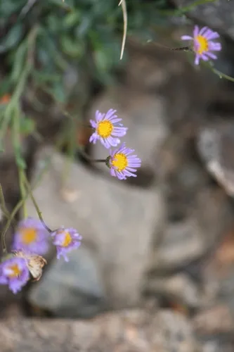 Slender Fleabane — photo by Adam Dibley