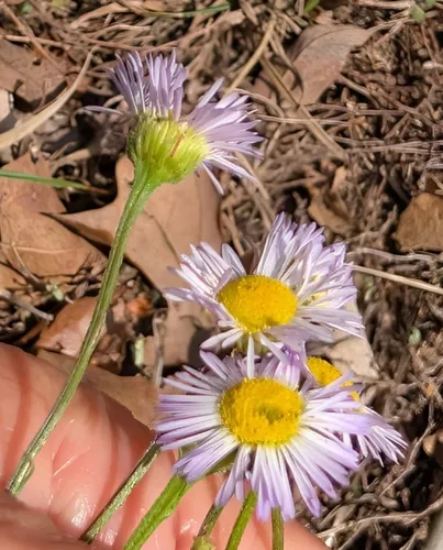 Slenderleaf Fleabane — photo by Jean H.