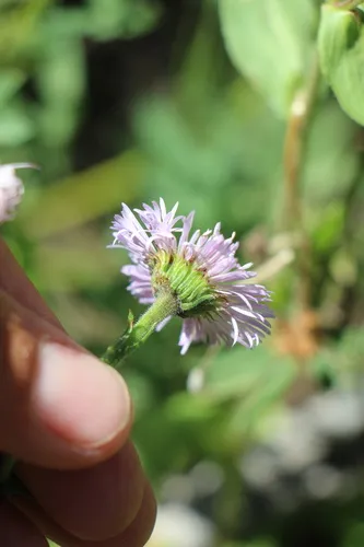 Uinta Fleabane — photo by Austin Saunders