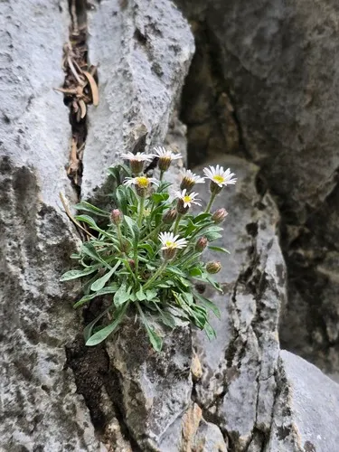 Lone Fleabane — photo by Casey Flinspach