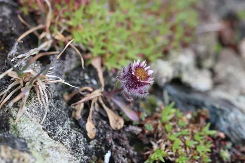 Oneflower Fleabane — photo by Jason Grant