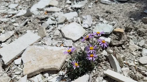 Indian Canyon Fleabane — photo by evolvulux