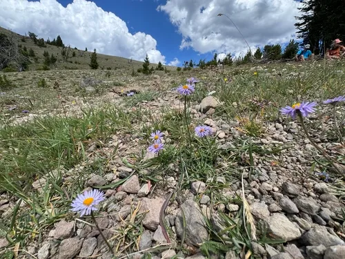 Bear River Fleabane — photo by Matt Lavin