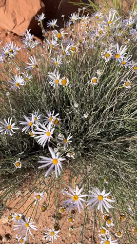 Utah Fleabane (var. sparsifolius) — photo by rileythevast