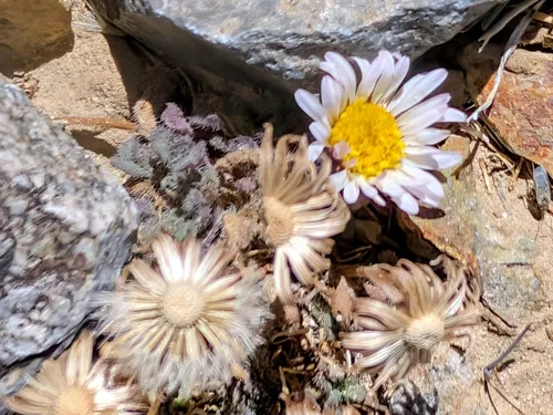 Rambling Fleabane — photo by James Fowler