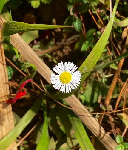 Chihuahuan Fleabane — photo by Berenice De León