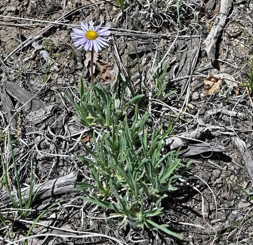 Early Bluetop Fleabane — photo by curt_nimz
