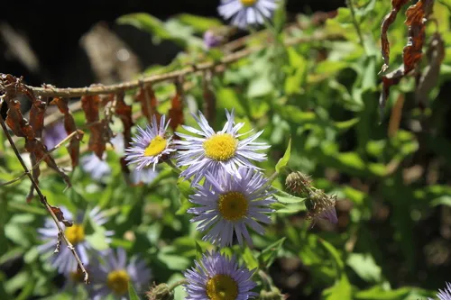 Vreeland's Erigeron — photo by jack