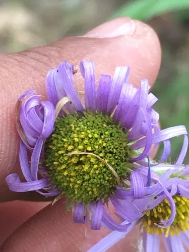 Yukon Fleabane — photo by Cristina