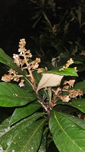 Loquat — photo by bgleite