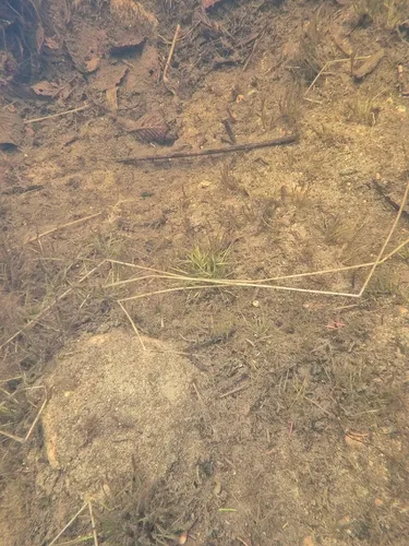 Sevenangle Pipewort