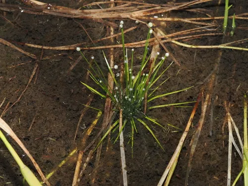 Ashy Pipewort — photo by Thomas Mesaglio