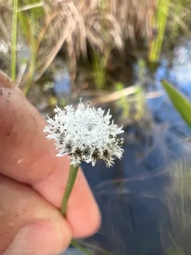 Flattened Pipewort