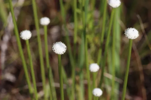 Tenangle Pipewort (var. decangulare) — photo by LW Ridge