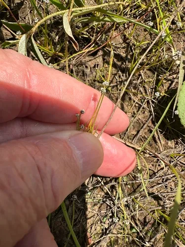 Gulf Pipewort