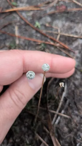 Narrow Pipewort