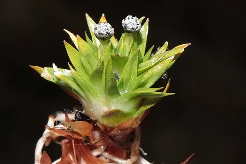 Smallhead Pipewort — photo by Paúl Gonzáles