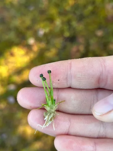 Estuary Pipewort