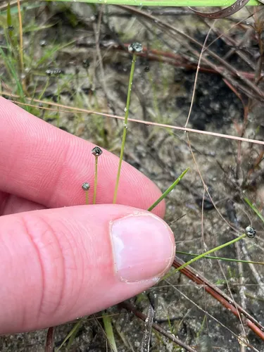 Ravenel's Pipewort