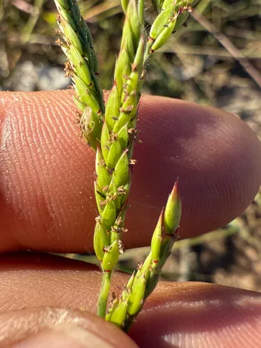 Tapertip Cupgrass