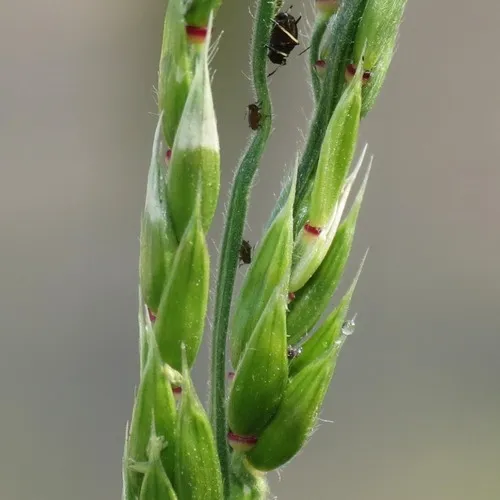 Bearded Cupgrass