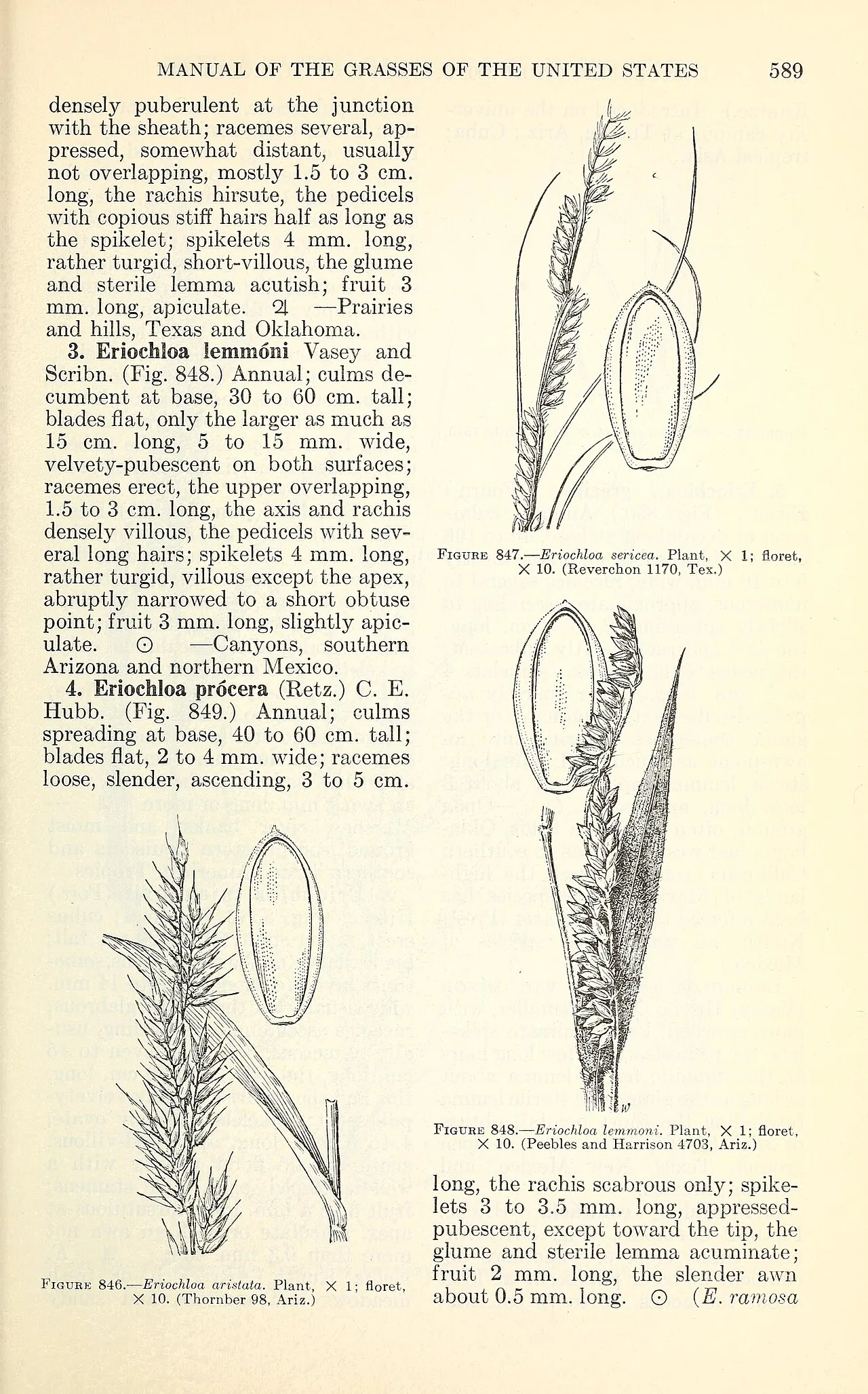 Canyon Cupgrass