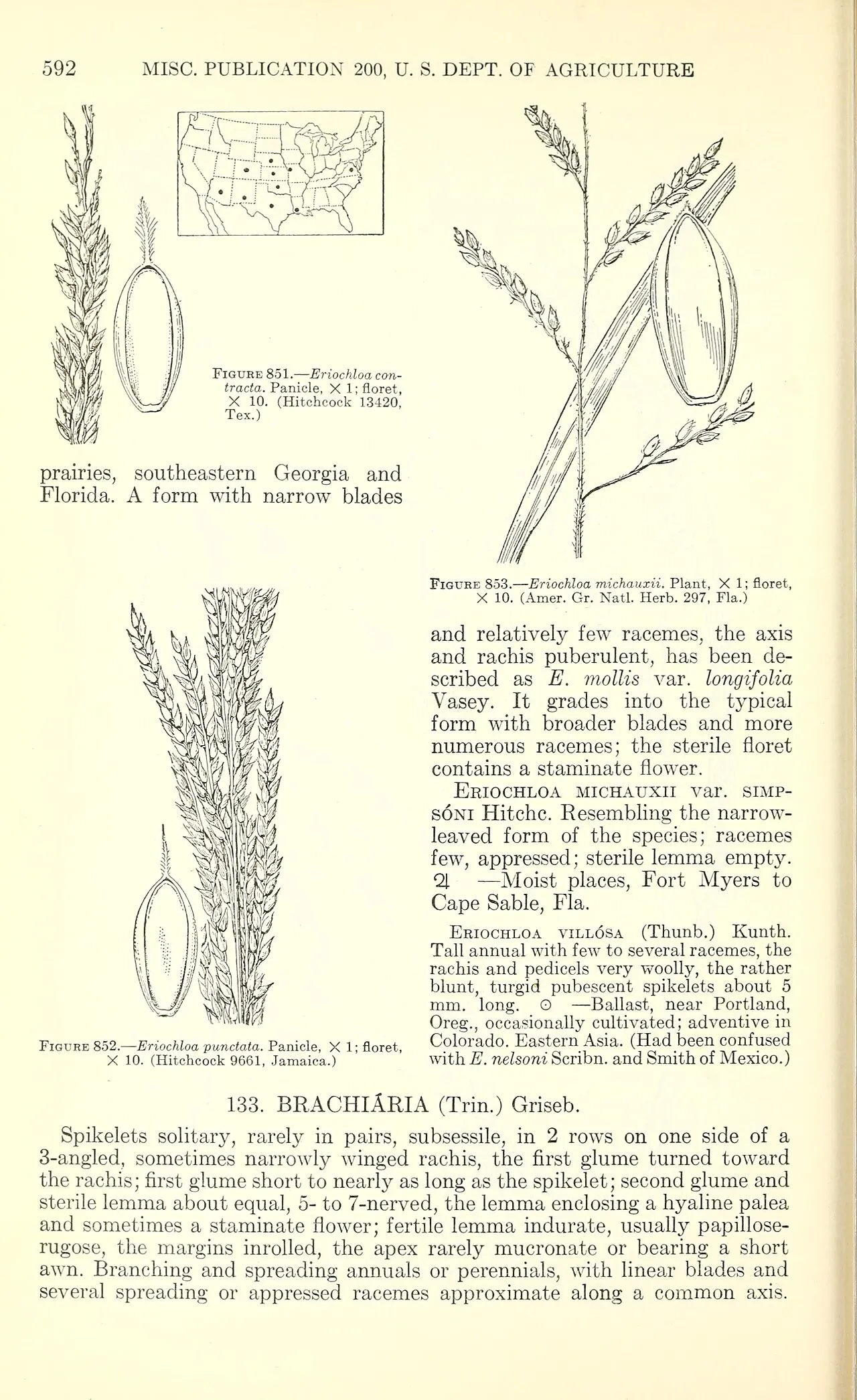 Longleaf Cupgrass