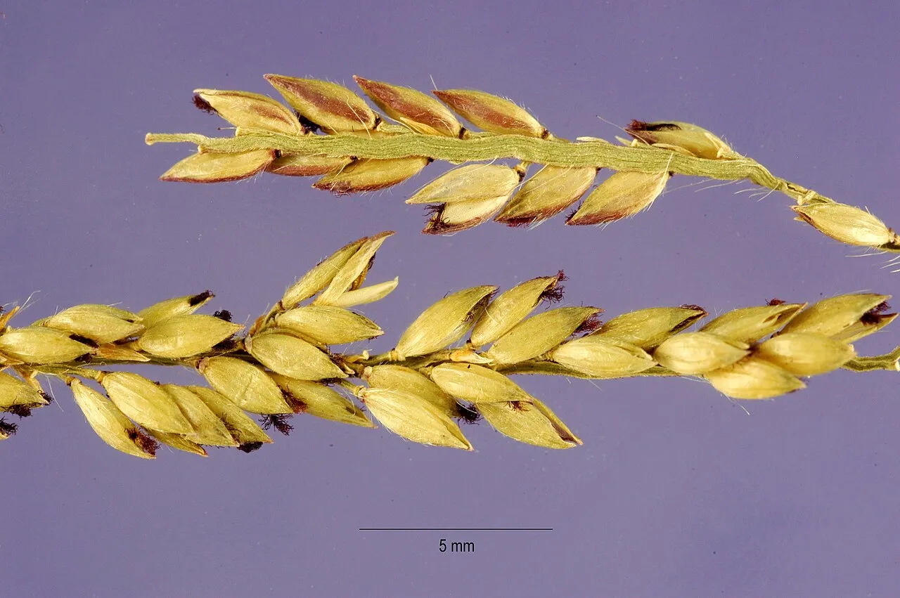 Caribgrass