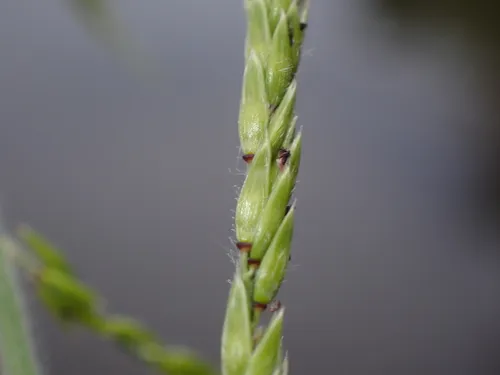 Louisiana Cupgrass